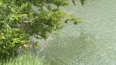 Wind shaken tree branches against river water Stock Footage 38700722