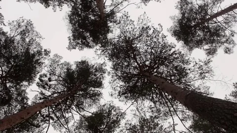 Wind shaken trees (bottom view) Stock Footage 71426010
