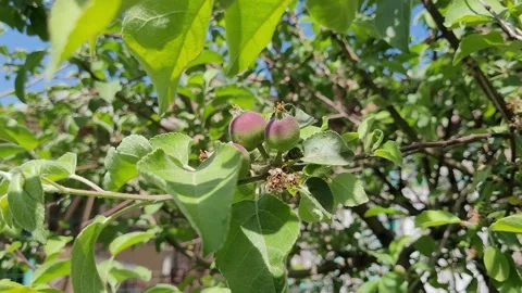 Wind shakes apple tree branch with small apples Video stock 240495636