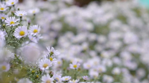 Wind shakes asters Stock Footage 96699205