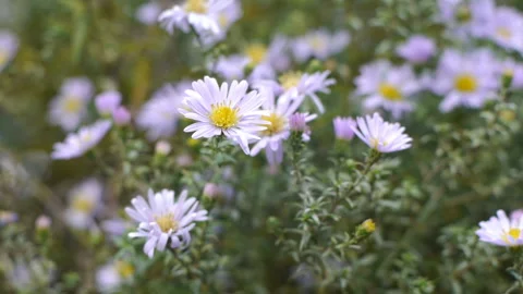 Wind shakes asters Stock Footage 98205442