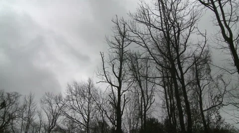 Wind Shakes Bare Trees under Grey Winter Sky 스톡 동영상 54713008