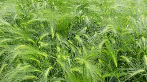 Wind that shakes the barley Stock Footage 24631449