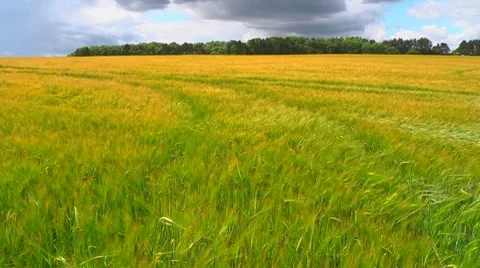 The wind that shakes the Barley - seamless loop Vidéo 7740531