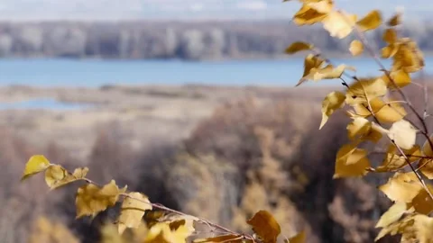 The wind shakes birch branches with yellow leaves on a hill Stock Footage 168015781