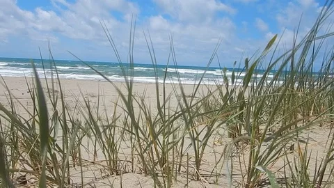 Wind shakes the blades of grass on the beach vegetation 4775 Stock Footage 108466644