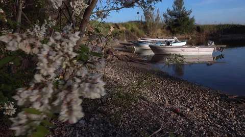 Wind shakes blooming tree branch in a small bay in Greece Video stock 62653997