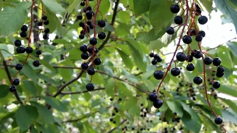 Wind shakes a branch with black small berries, close plan Stock Footage 114317582