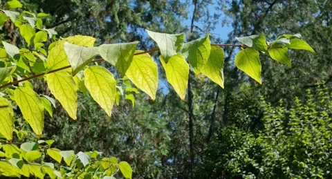 The wind shakes a branch with leaves. Branch with leaves in the wind. Stock Footage 220105786