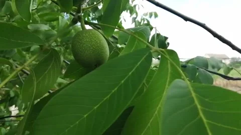The wind shakes a branch of walnut with fruit. A green nut hangs on a tree. Stock Footage 201665608