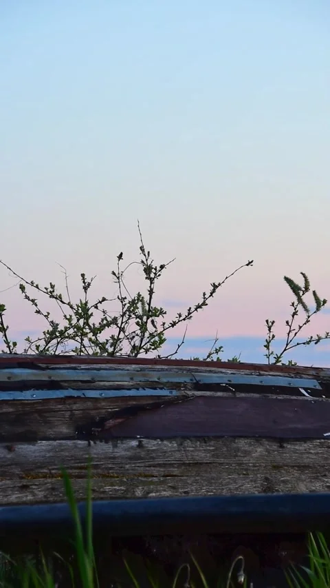 The wind shakes the branches above the boat against the backdrop of the sunset  Stock Footage 242335096