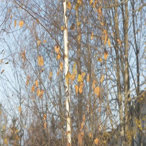 The wind shakes the branches of birch in October, the last autumn leaves fall Stock-Footage 69517575