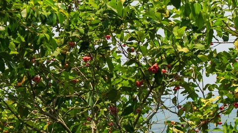 Wind Shakes Branches of Cashew Tree Stock Footage