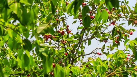 Wind Shakes Branches of Cashew Tree Stock Footage