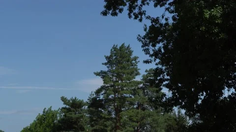Wind shakes branches of evergreen and deciduous plants against blue sky. Stock Footage 136291346
