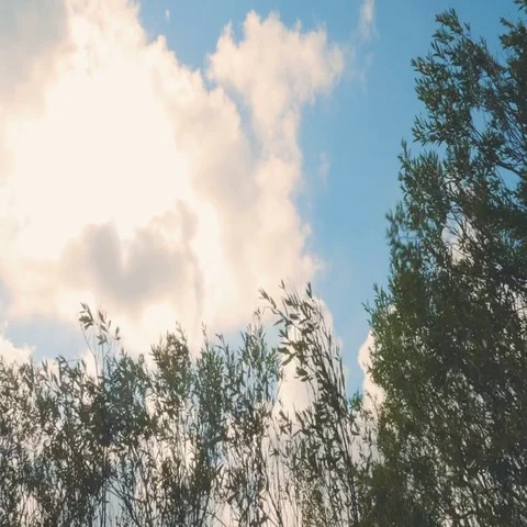 Wind Shakes the Branches Stock Footage 69518788