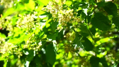The wind shakes the branches of the hawthorn Video stock 155160612