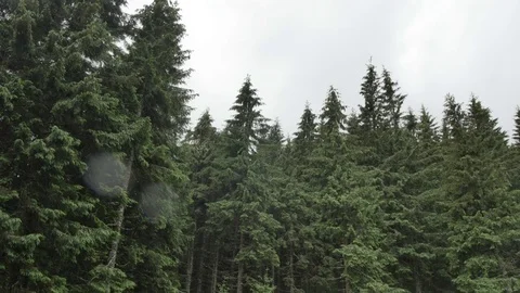 Wind shakes the branches high spruces in rainy day Vídeos de archivo 77550142