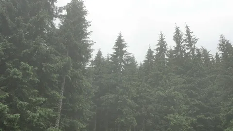 Wind shakes the branches high spruces in rainy day Stock Footage 77550811