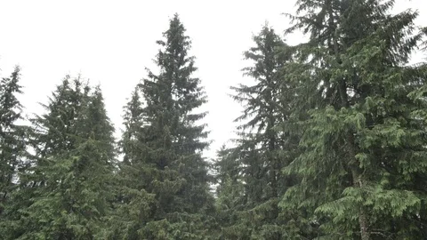 Wind shakes the branches high spruces in rainy day Vídeos de archivo 77616795