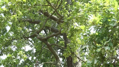The Wind Shakes the Branches of the Old Oak. Video stock 285398459