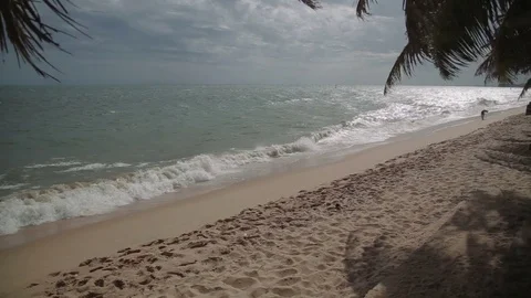 Wind shakes branches of palm bent over sand beach against azure sea with Stock Footage 70761115