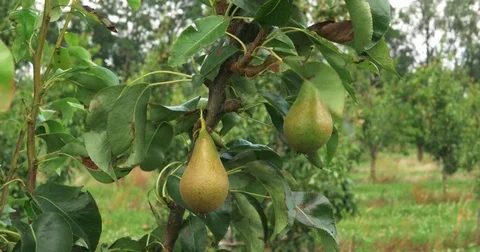 Wind shakes branches pears on fruit tree field Agriculture landscape shoot 4k HD Stock Footage 78013623