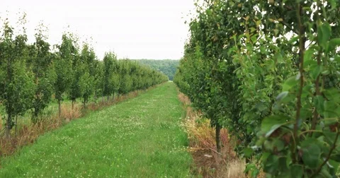 Wind shakes branches with pears on fruit tree perspective walkway field. 4k UHD Stock Footage 78013716