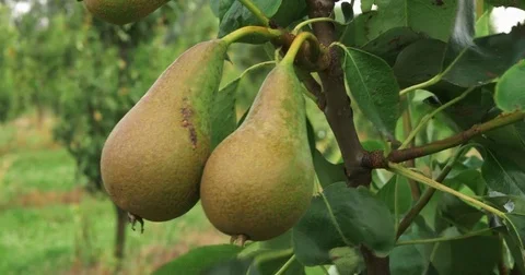 Wind shakes branches pears on fruit tree field. Agriculture landscape in 4k UHD Stock Footage 78013961