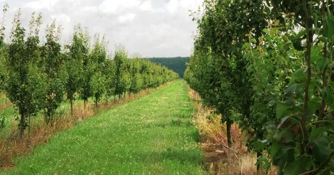 Wind shakes branches pears fruit tree perspective walkway field. Shoot in 4k UHD Video stock 78013970