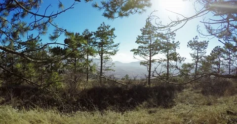 The wind shakes the branches of the pine trees Stock Footage 79386037