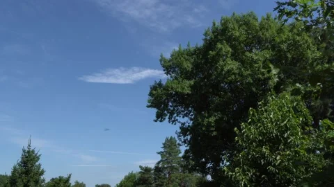 Wind shakes branches of red oak Quercus palustris in evergreen landscaped garden Stock Footage 136291548