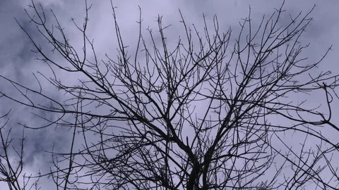 Wind shakes the branches of a tree Stock-Footage 87999580