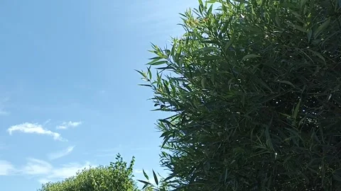 The wind shakes the branches of a tree with green leaves against the blue sky. Stock Footage 247443959
