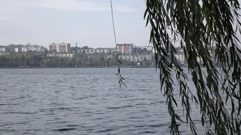 Wind shakes branches of a tree near the lake Stock Footage 119105865