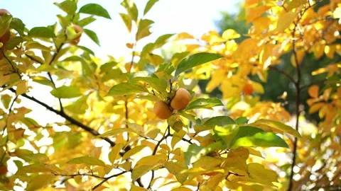 Wind shakes the branches of a tree with yellowing leaves and ripe persimmons Stock Footage 268169353