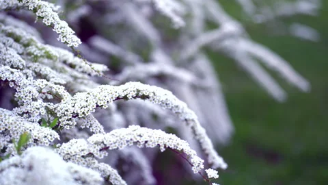 The wind shakes branches with white flowers in the wind. 스톡 동영상 155176664