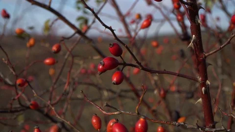 The wind shakes the briar. A rose hive in the middle of the field Stock Footage 120698451
