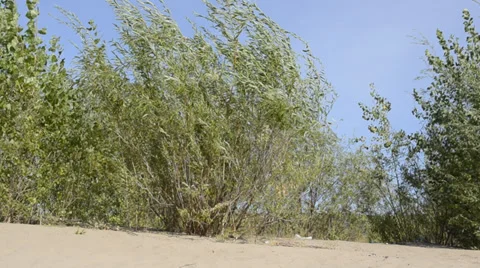 Wind shakes bush Stock Footage 29075144