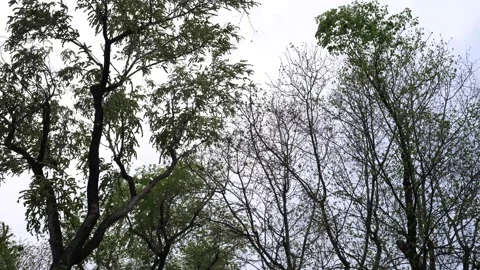 The wind shakes the crowns of the trees Stock Footage 151858562