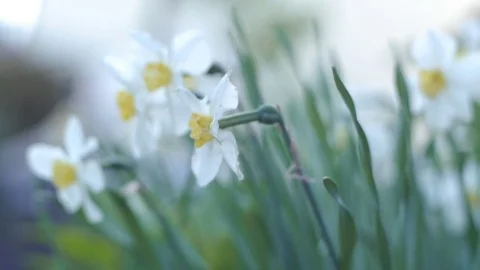 Wind shakes daffodil flowers Stock Footage 79032707