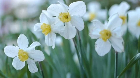 Wind shakes daffodil flowers Stock Footage 79034352