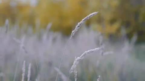 Wind Shakes A Dried Grass Stock Footage 32005831