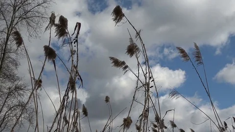 The wind shakes the dried reed Stock Footage 78405311