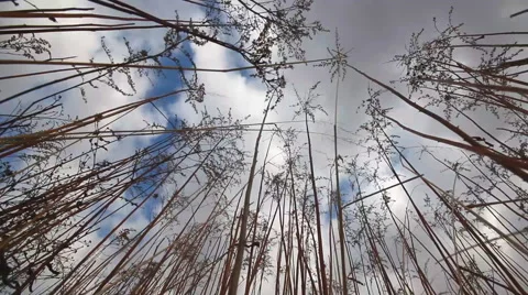 Wind shakes dry burdock Stock Footage 61878432