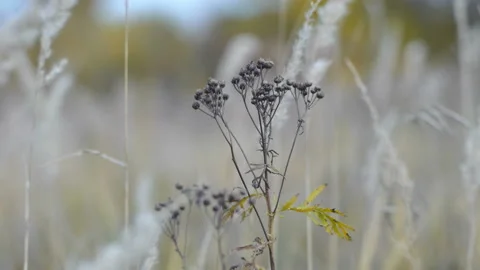Wind shakes dry grass Stock Footage 97583357