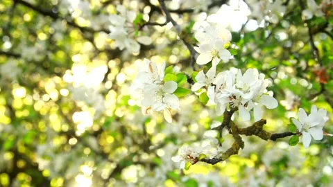 Wind shakes flowering branch of apple tree and sunset in the background. Spring Stock Footage 130867643