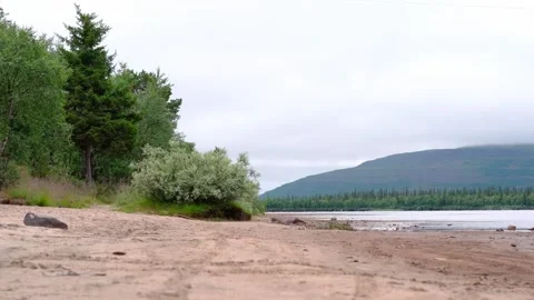 The wind shakes the foliage of trees and bushes on the shore of the lake. Stock Footage 248700036