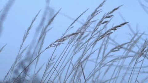 Wind shakes frozen grass Stock Footage 123232134