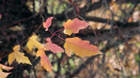 Wind shakes golden pink maple leaves close-up. Autumn nature concept with Stock Footage 199098991